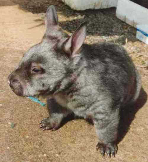 wombat-hairy-nosed.jpg