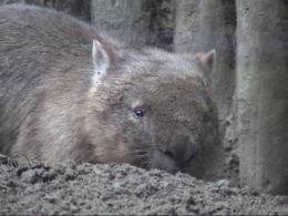 wombat-digging-2.jpg