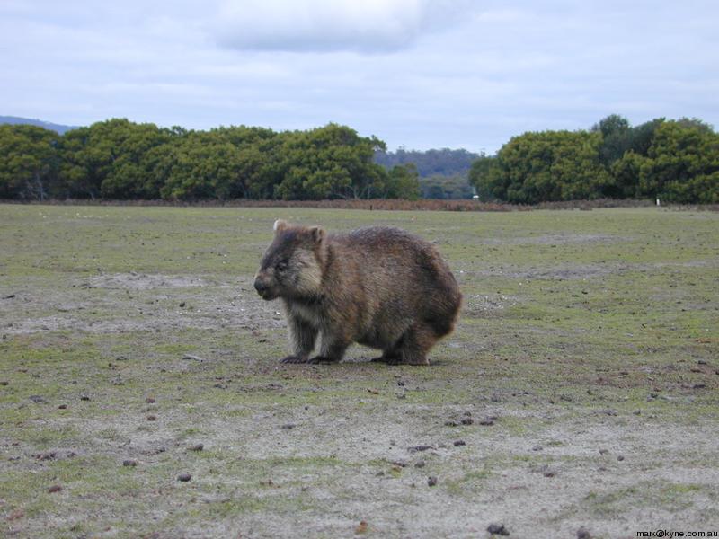 wombat....jpg