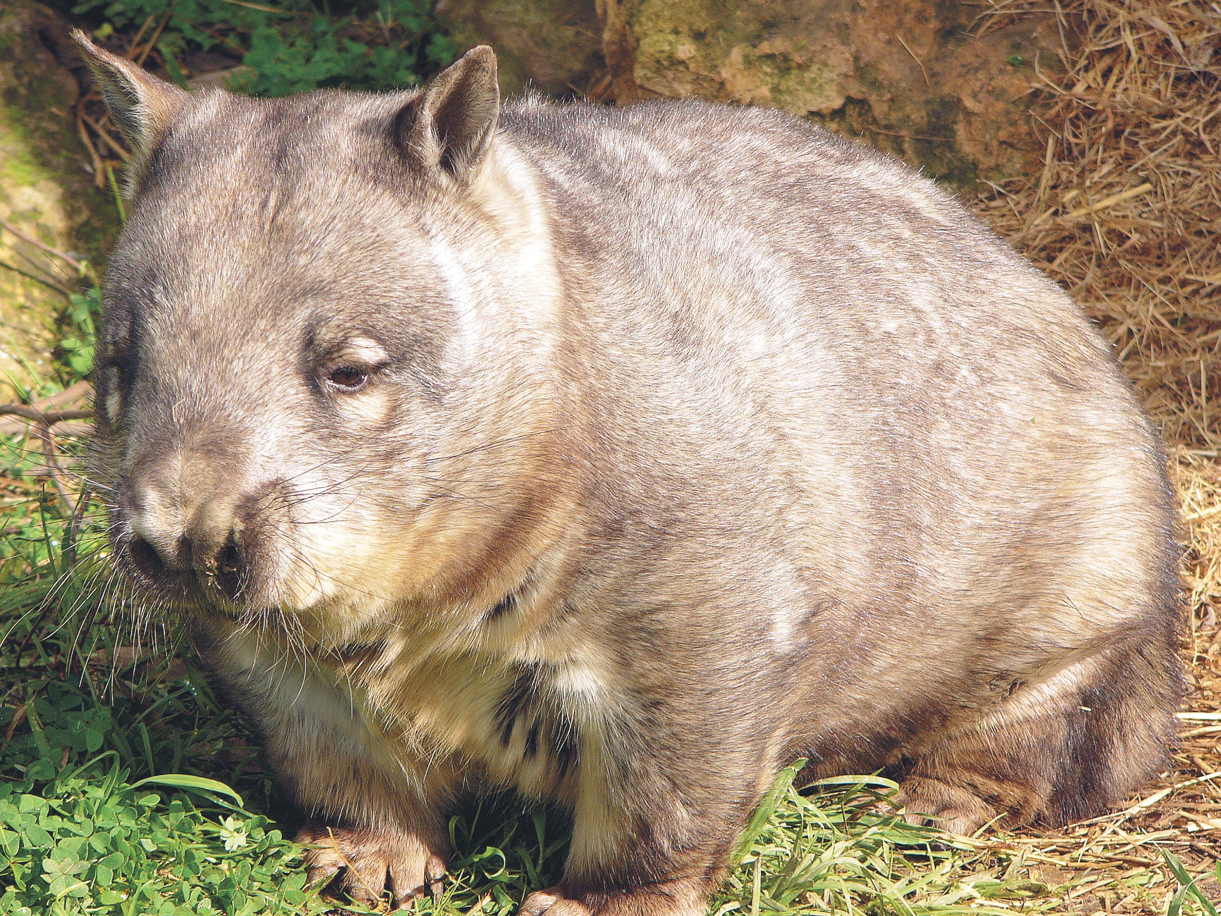 SWW_Wombat.jpg