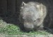 wombat_4.jpg