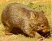 wombat3.jpg