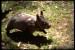 Wombat%20485089.jpg