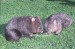 wombat_m.jpg